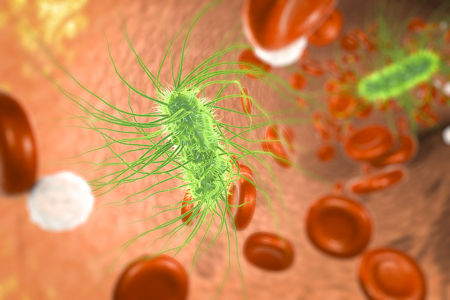 Escherichia coli bacterium