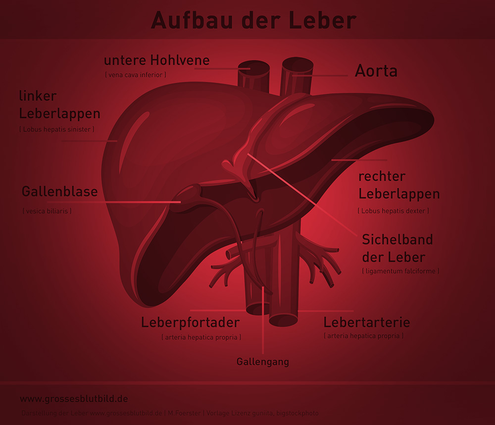 Leber Aufgaben Und Funktionen Des Organs Einfach Erklart