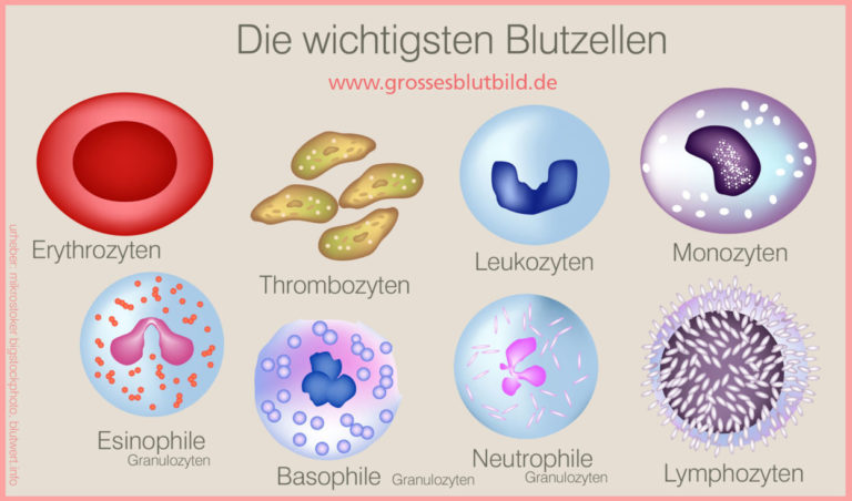 Zusammensetzung des Blutes - Alle Blutbestandteile im Überblick