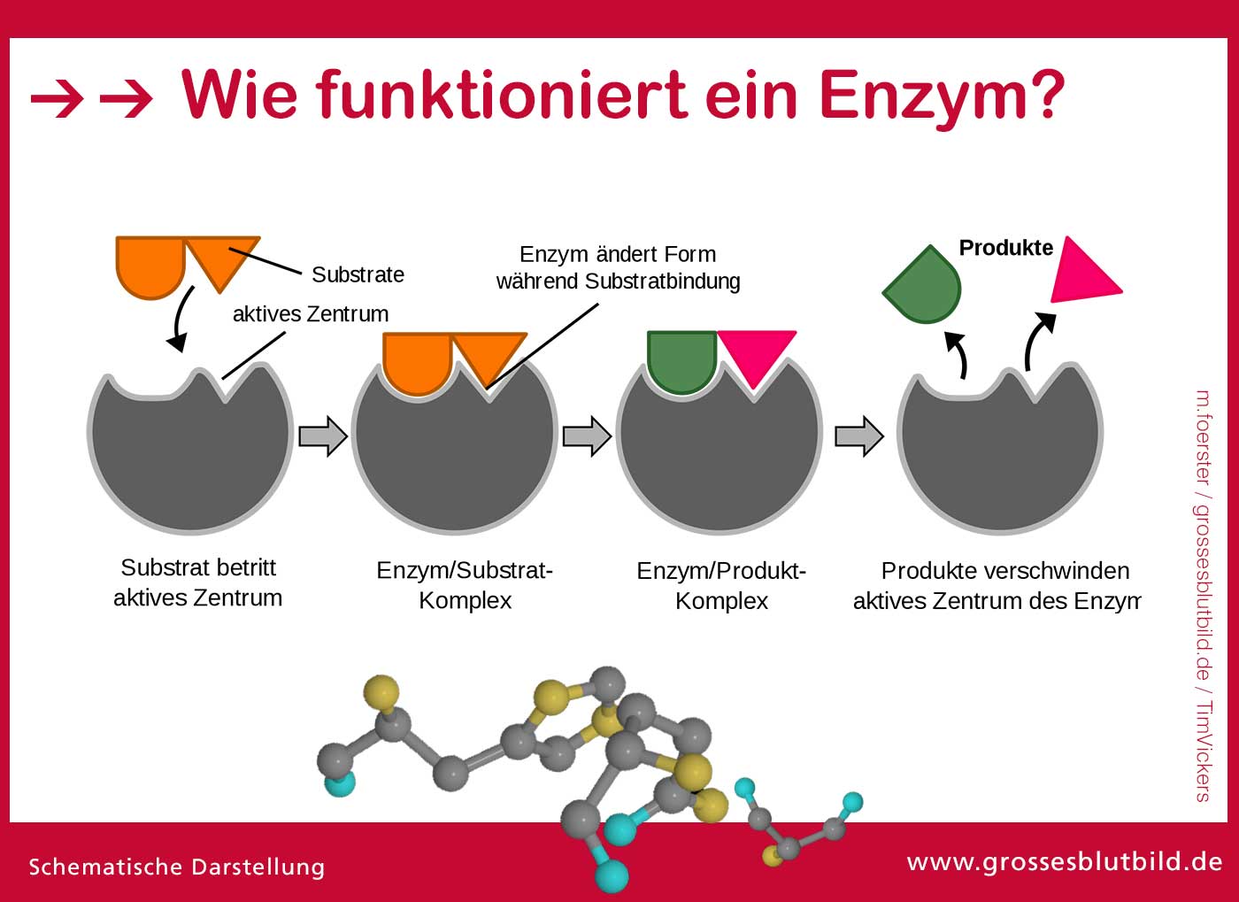 Was Ist Ein Enzym Wie Funktionieren Enzyme " Dr Stephan.