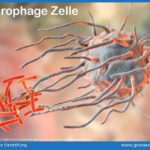 Makrophagen Ursachen Entstehung Und Bilder Dr Stephan