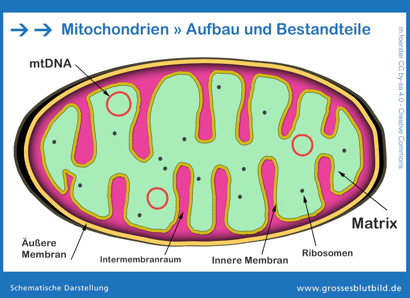 Innerer und äußerer Aufbau der Mitochondrien.
