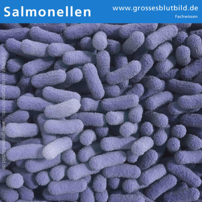 Blutwerte bei Salmonellen