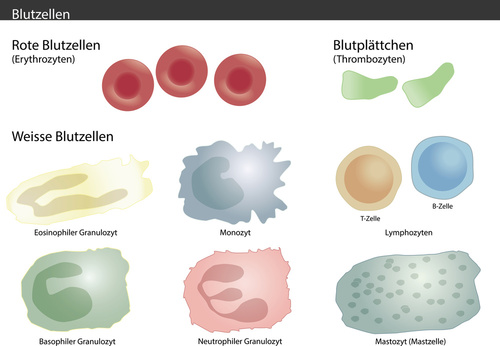 download die mittelmeerwelt und