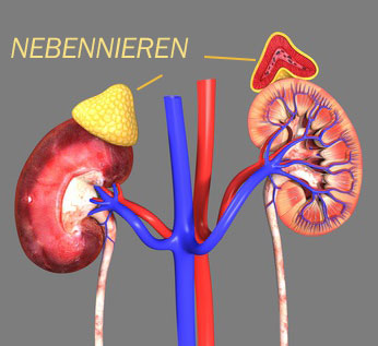 Nebennieren © 7activestudio - Fotolia.com